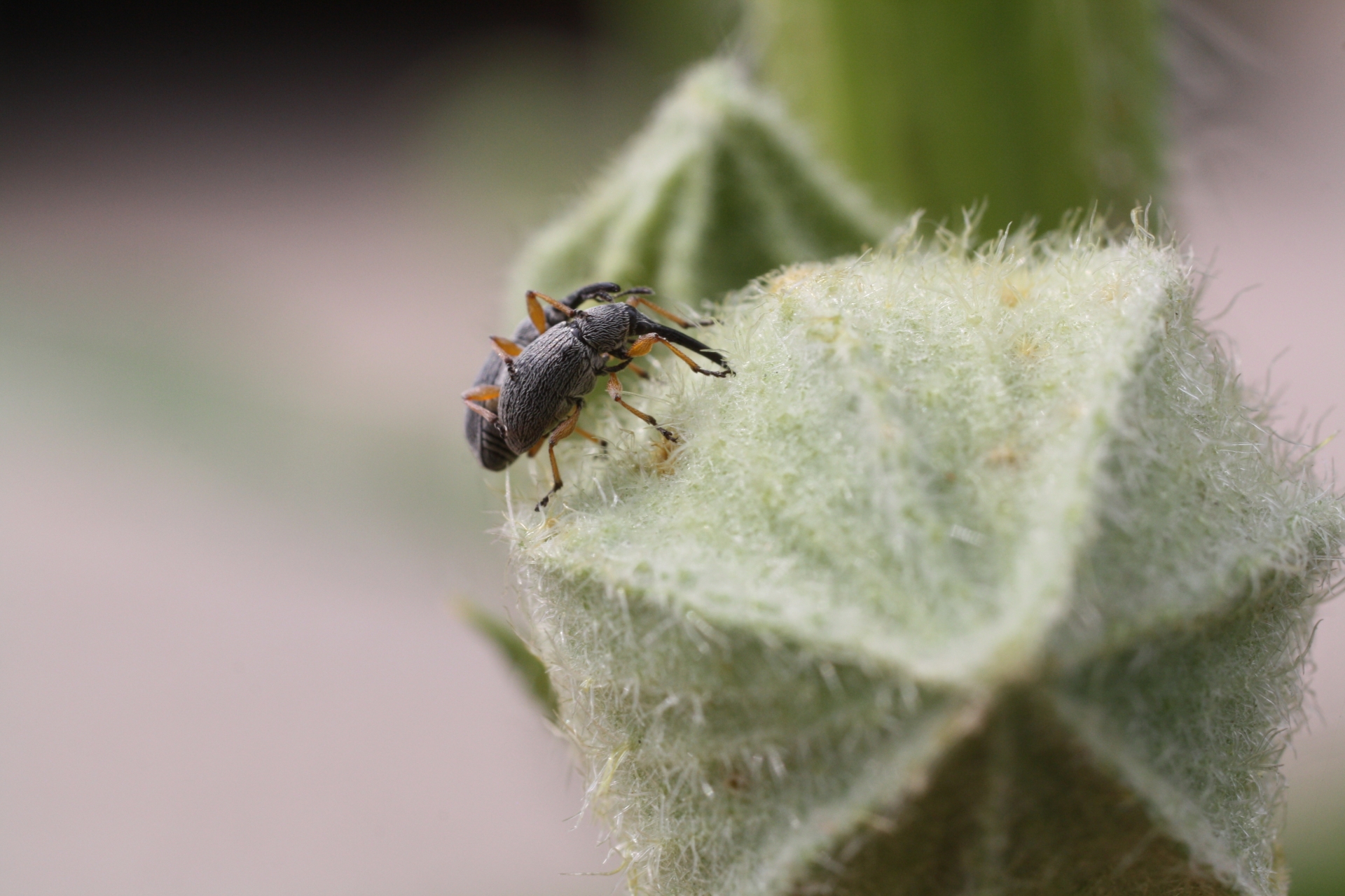 Free download high resolution image - free image free photo free stock image public domain picture -Female Rhopalapion longirostre spot-drilling a hollyhock bug