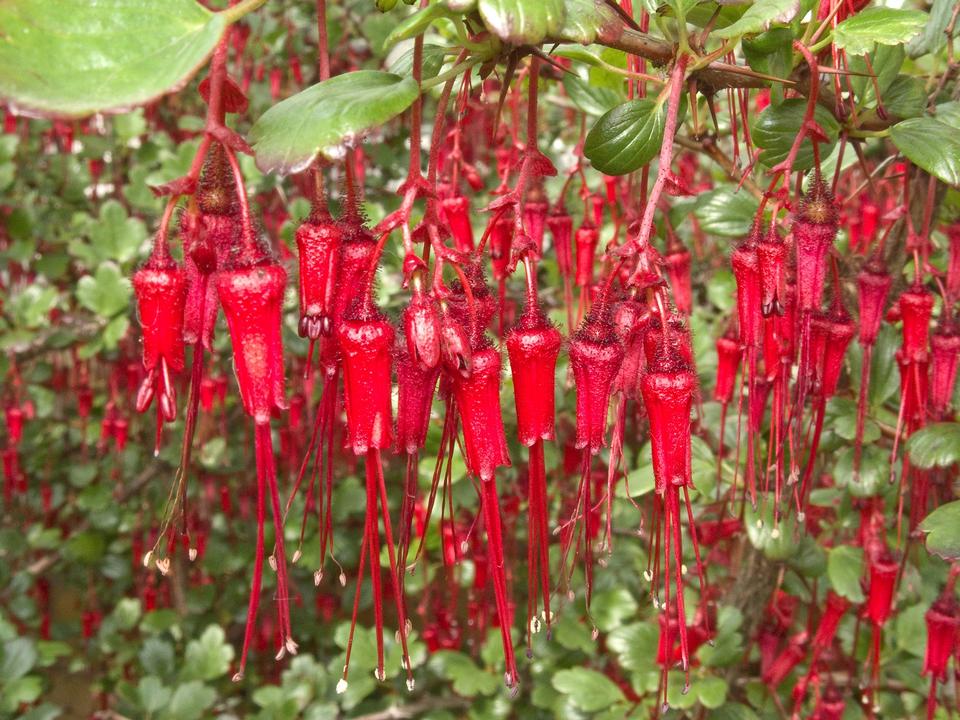 Free download high resolution image - free image free photo free stock image public domain picture  Red flowers Ribes speciosum