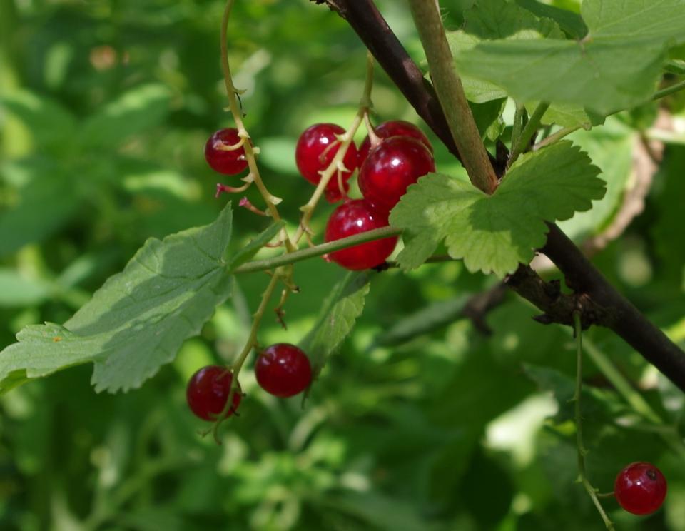 Free download high resolution image - free image free photo free stock image public domain picture  Ribes rubrum L. berry