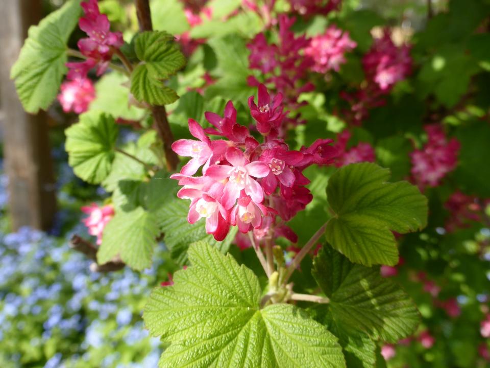 Free download high resolution image - free image free photo free stock image public domain picture  Ribes sanguineum flowering currant bloom in spring