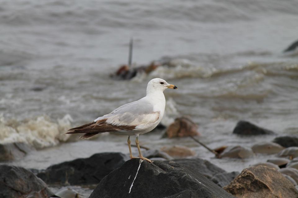 Free download high resolution image - free image free photo free stock image public domain picture  Ring-billed gull on rock