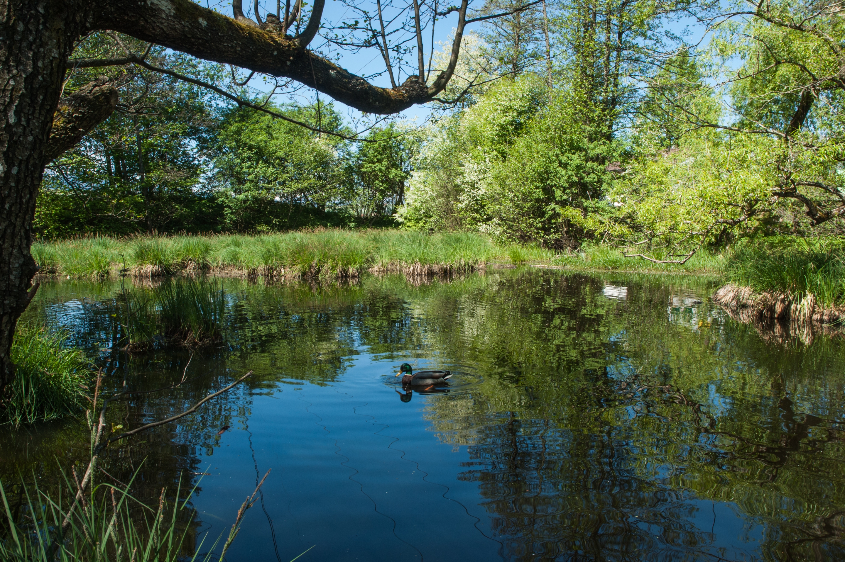 Free download high resolution image - free image free photo free stock image public domain picture -Ducks on the pond in spring Park