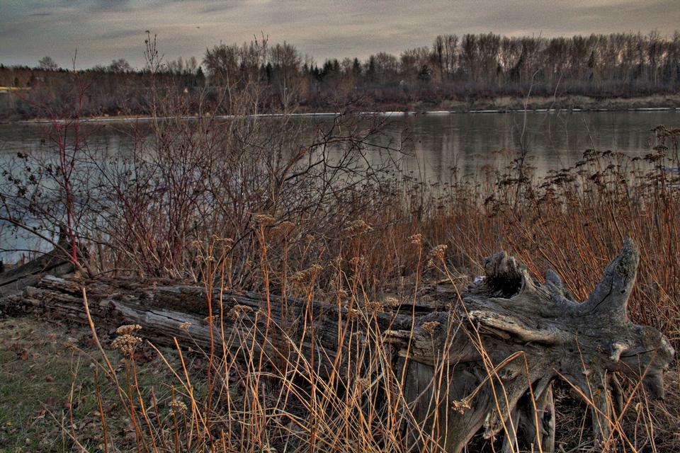 Free download high resolution image - free image free photo free stock image public domain picture  A piece of weathered driftwood