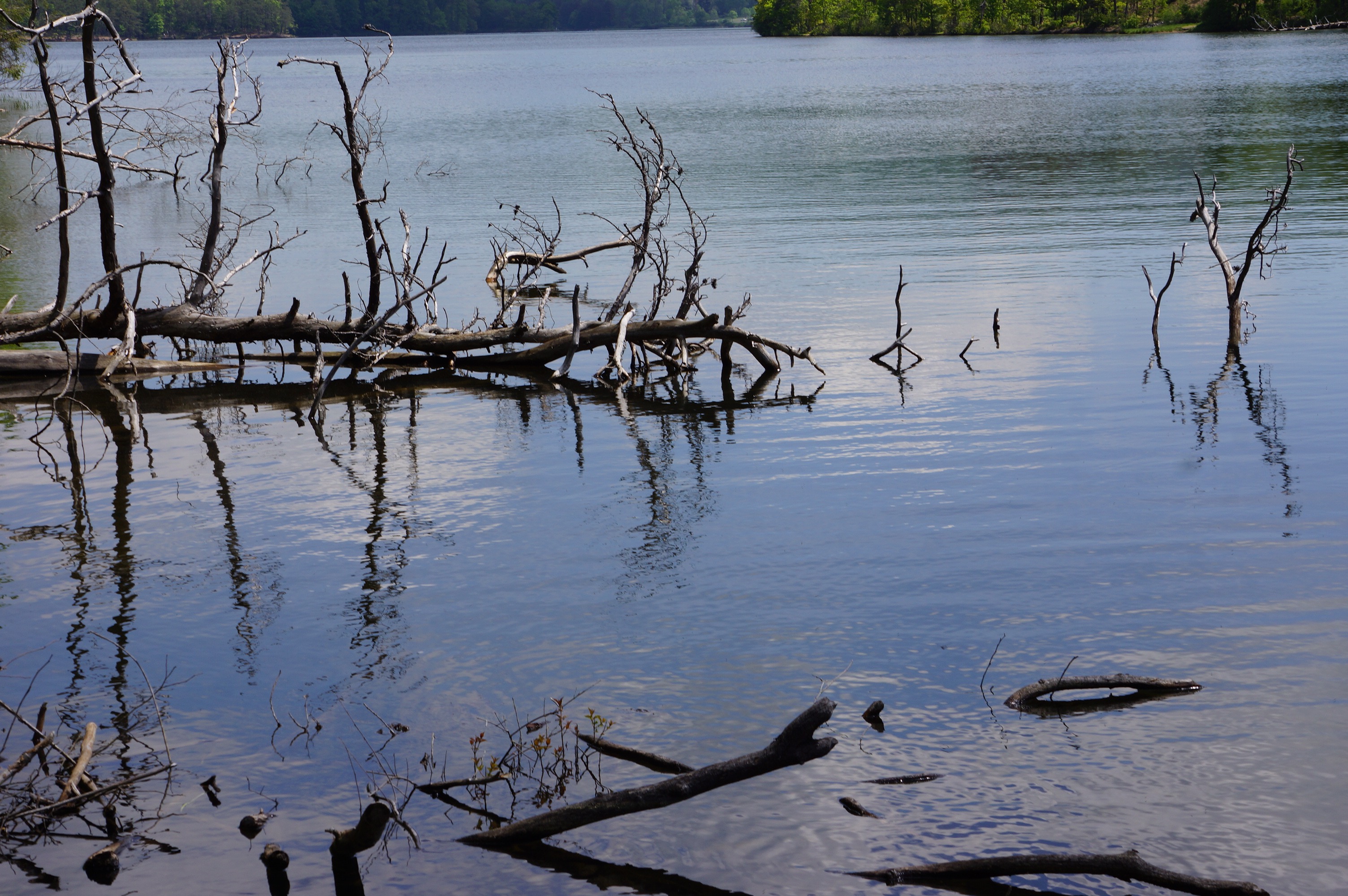 Free download high resolution image - free image free photo free stock image public domain picture -A Dead Tree in the lake