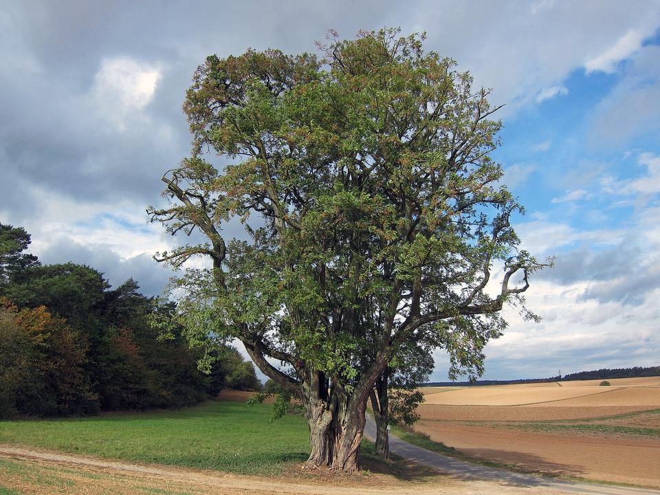 Free download high resolution image - free image free photo free stock image public domain picture  trees in a countryside scene