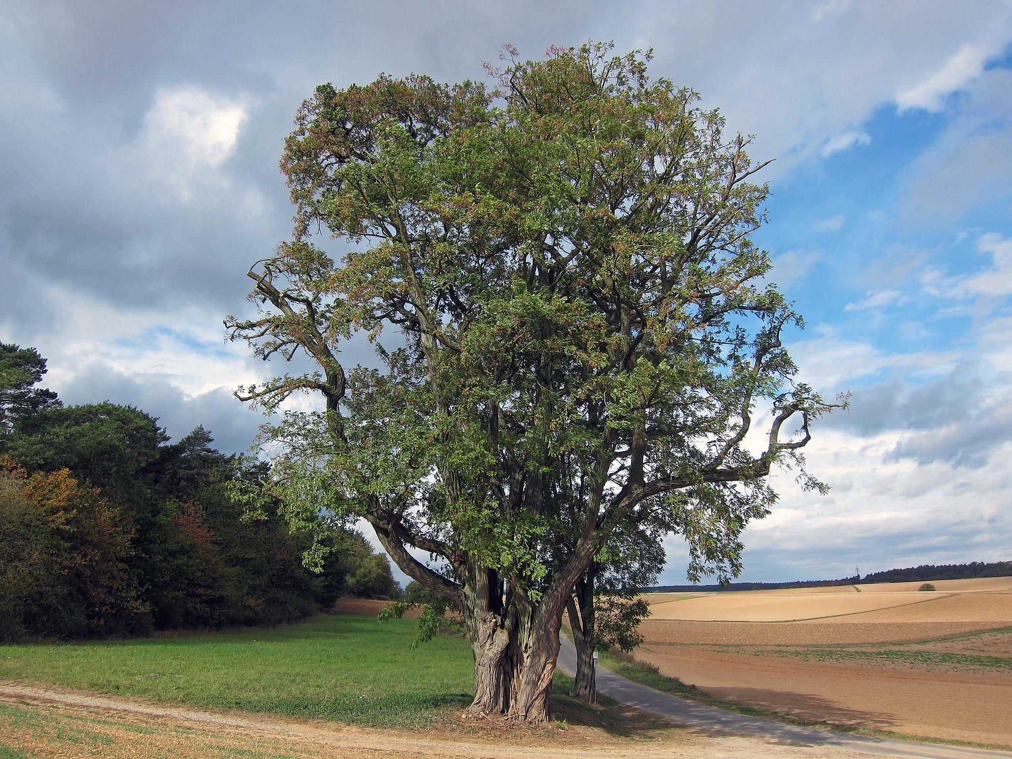 Free download high resolution image - free image free photo free stock image public domain picture -trees in a countryside scene