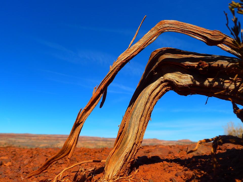 Free download high resolution image - free image free photo free stock image public domain picture  Tree, Bristlecone Loop, Bryce Canyon, Utah