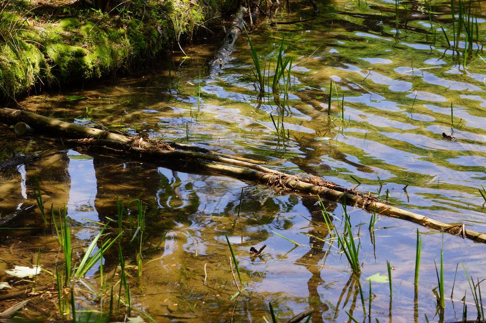 Free download high resolution image - free image free photo free stock image public domain picture  Trees reflecting on a shaded lake