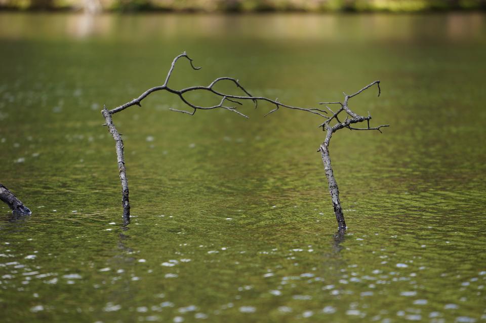 Free download high resolution image - free image free photo free stock image public domain picture  old tree that sank in lake