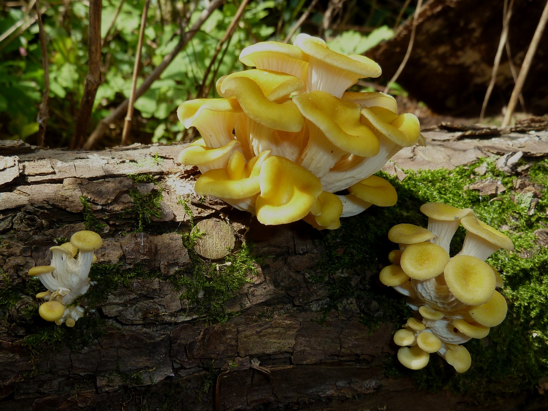 Free download high resolution image - free image free photo free stock image public domain picture -A close up of the edible mushrooms (Pleurotus citrinopileatus)