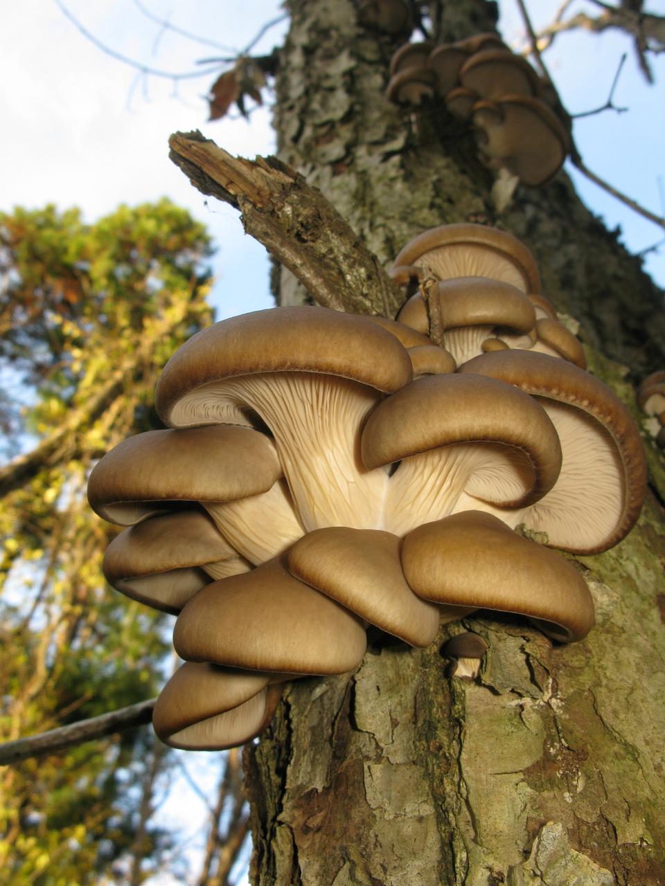 Free download high resolution image - free image free photo free stock image public domain picture  Oyster Mushroom (Pleurotus ostreatus)