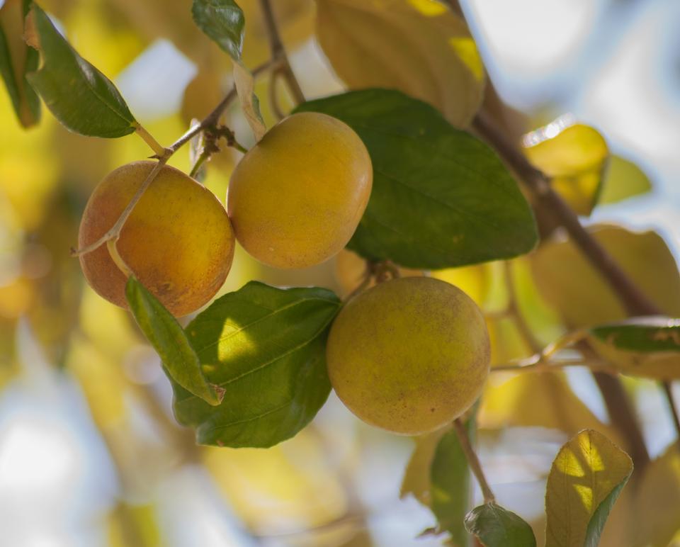 Free download high resolution image - free image free photo free stock image public domain picture  Ziziphus mauritiana -  Jujube, Indian plum