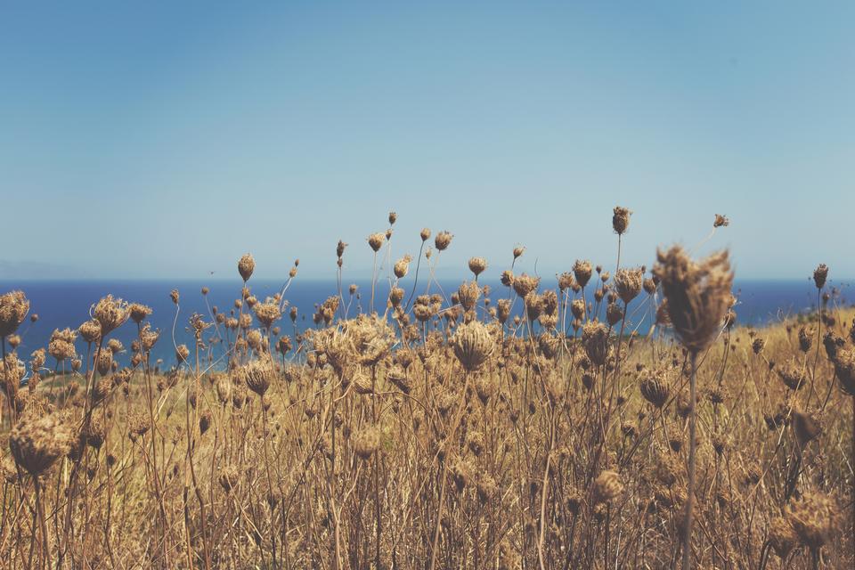 Free download high resolution image - free image free photo free stock image public domain picture  Grass straw on the beach