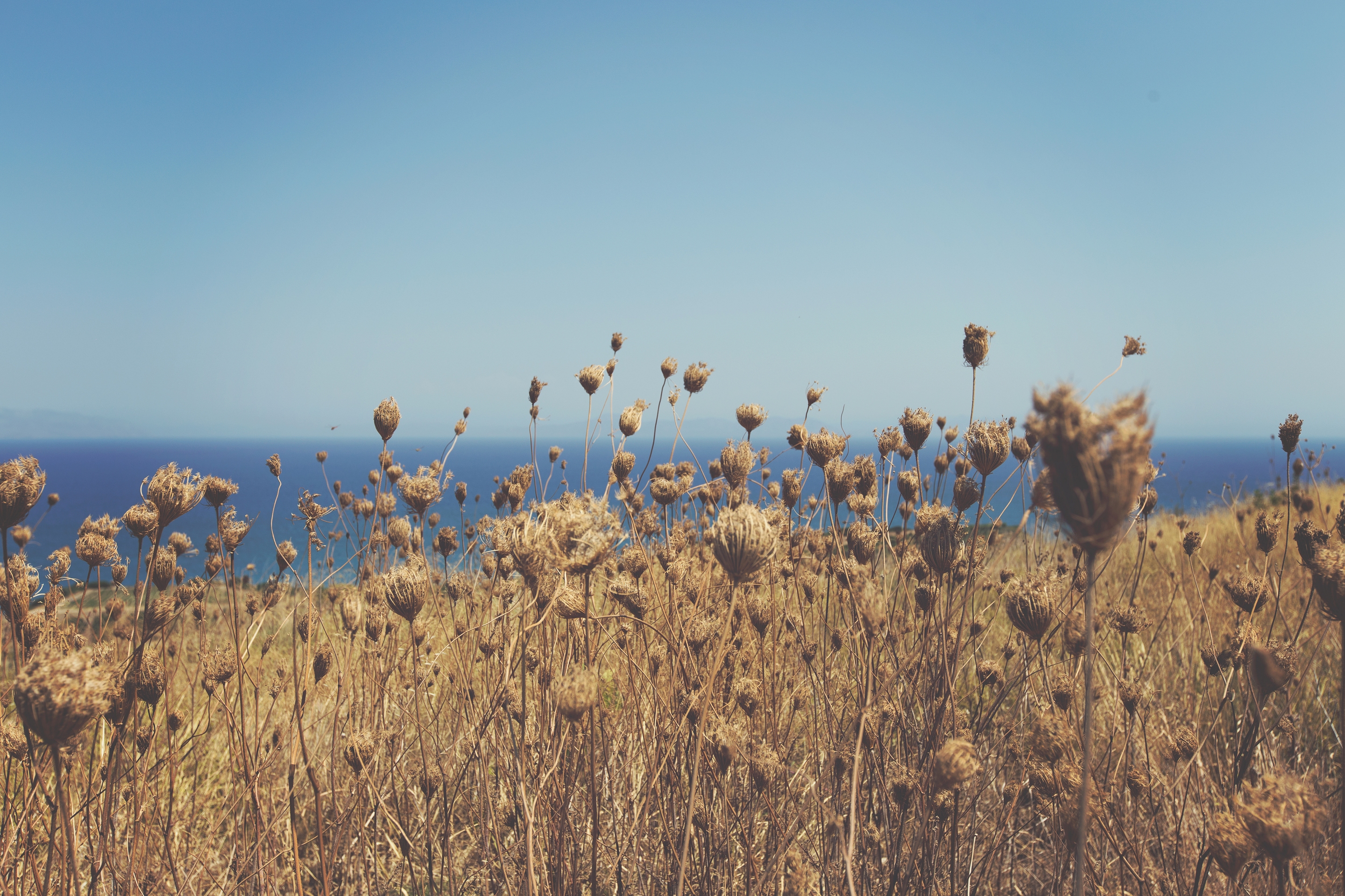 Free download high resolution image - free image free photo free stock image public domain picture -Grass straw on the beach