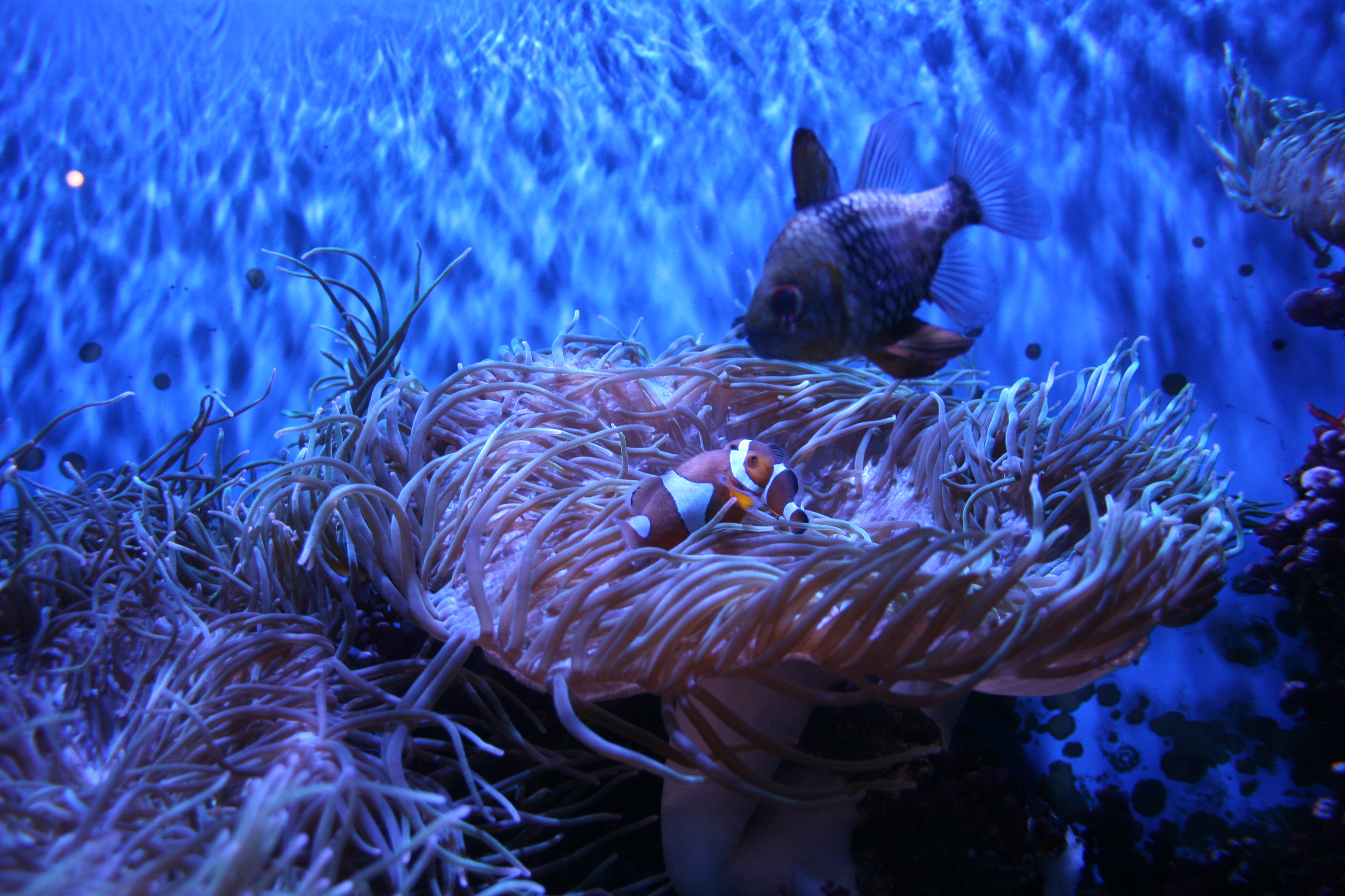 Free download high resolution image - free image free photo free stock image public domain picture -A Clown Anemonefish, or Clownfish, Amphiprion percula, sheltering