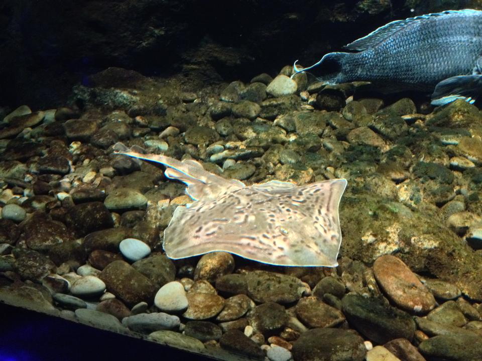 Free download high resolution image - free image free photo free stock image public domain picture  Batoidea Fish in the aquarium