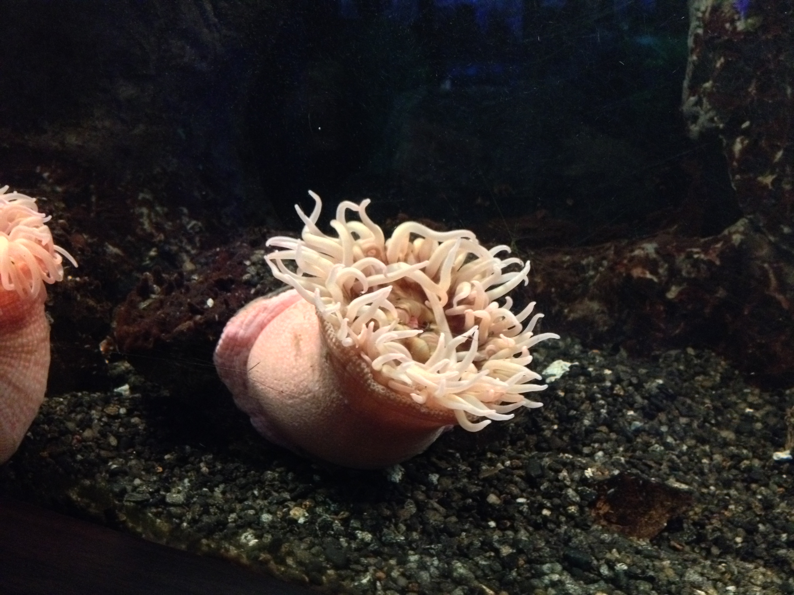 Free download high resolution image - free image free photo free stock image public domain picture -Sea anemone in the Aquarium