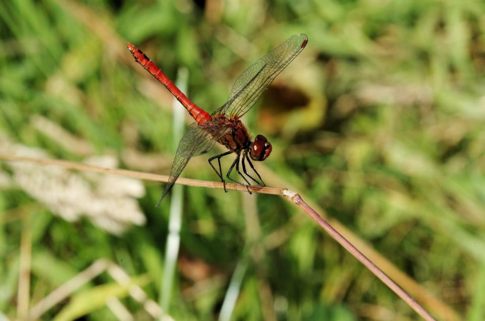 Free download high resolution image - free image free photo free stock image public domain picture  Ruddy Darter dragonfly