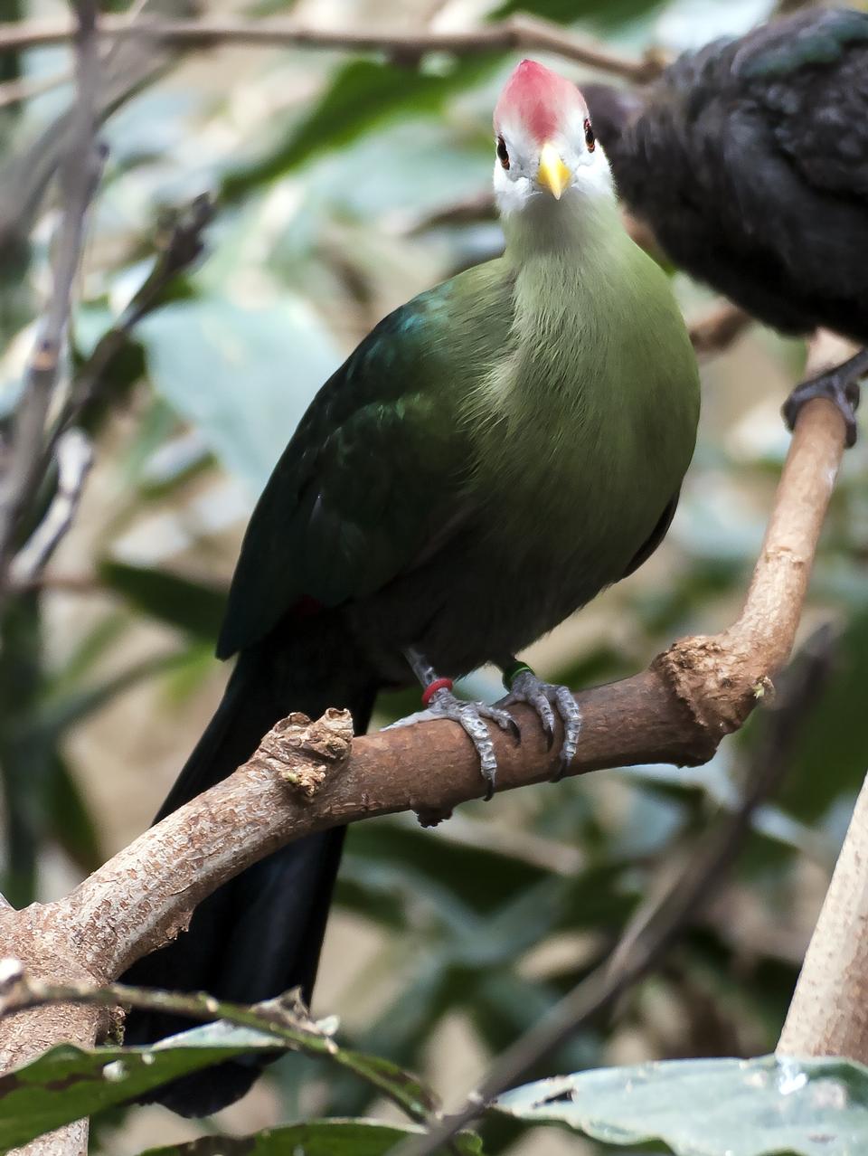 Free download high resolution image - free image free photo free stock image public domain picture  Knysna Turaco or Loerie perched in a tree