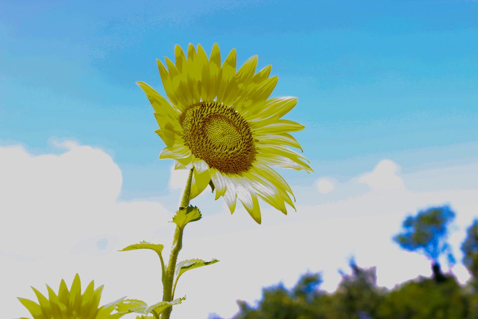 Free download high resolution image - free image free photo free stock image public domain picture  Beautiful landscape with sunflower field