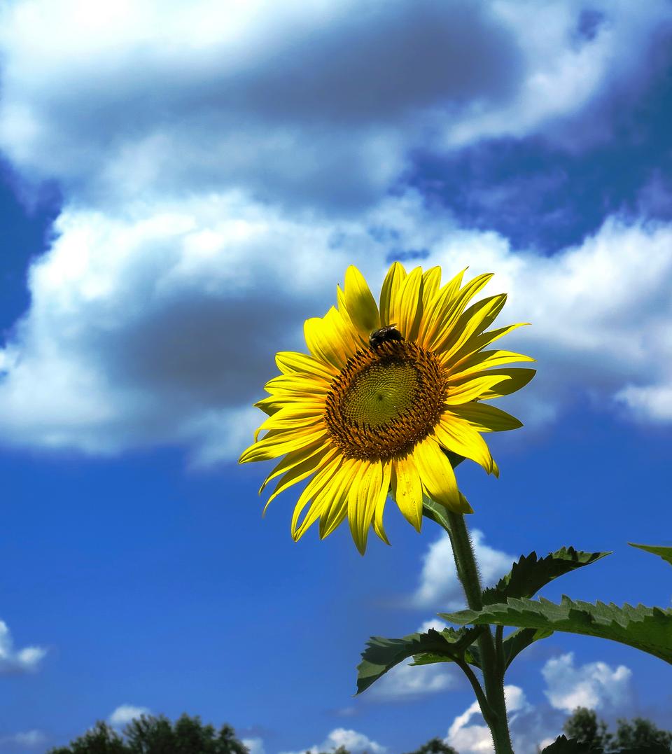 Free download high resolution image - free image free photo free stock image public domain picture  Beautiful landscape with sunflower field