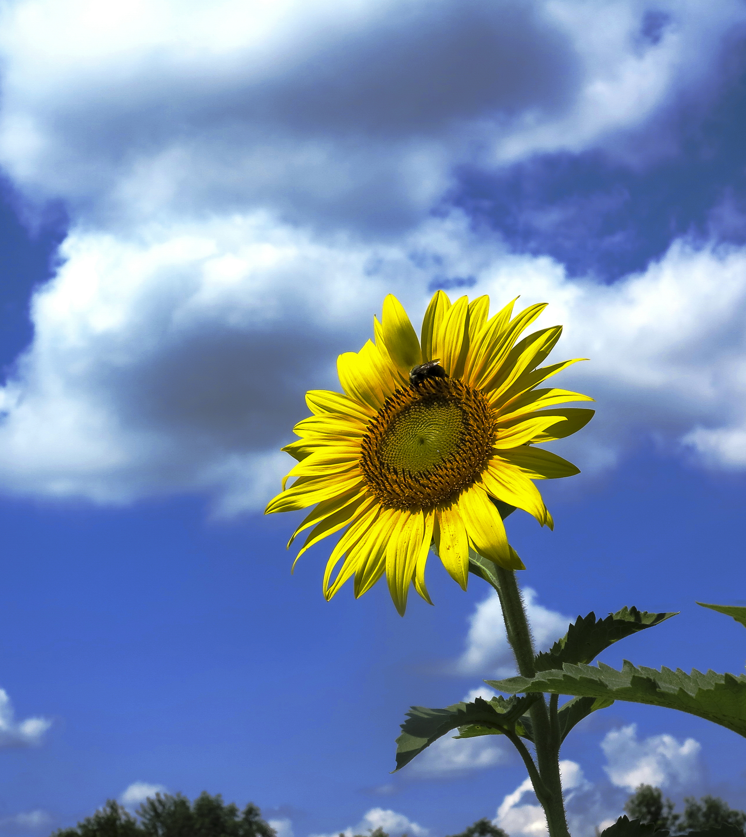 Free download high resolution image - free image free photo free stock image public domain picture -Beautiful landscape with sunflower field