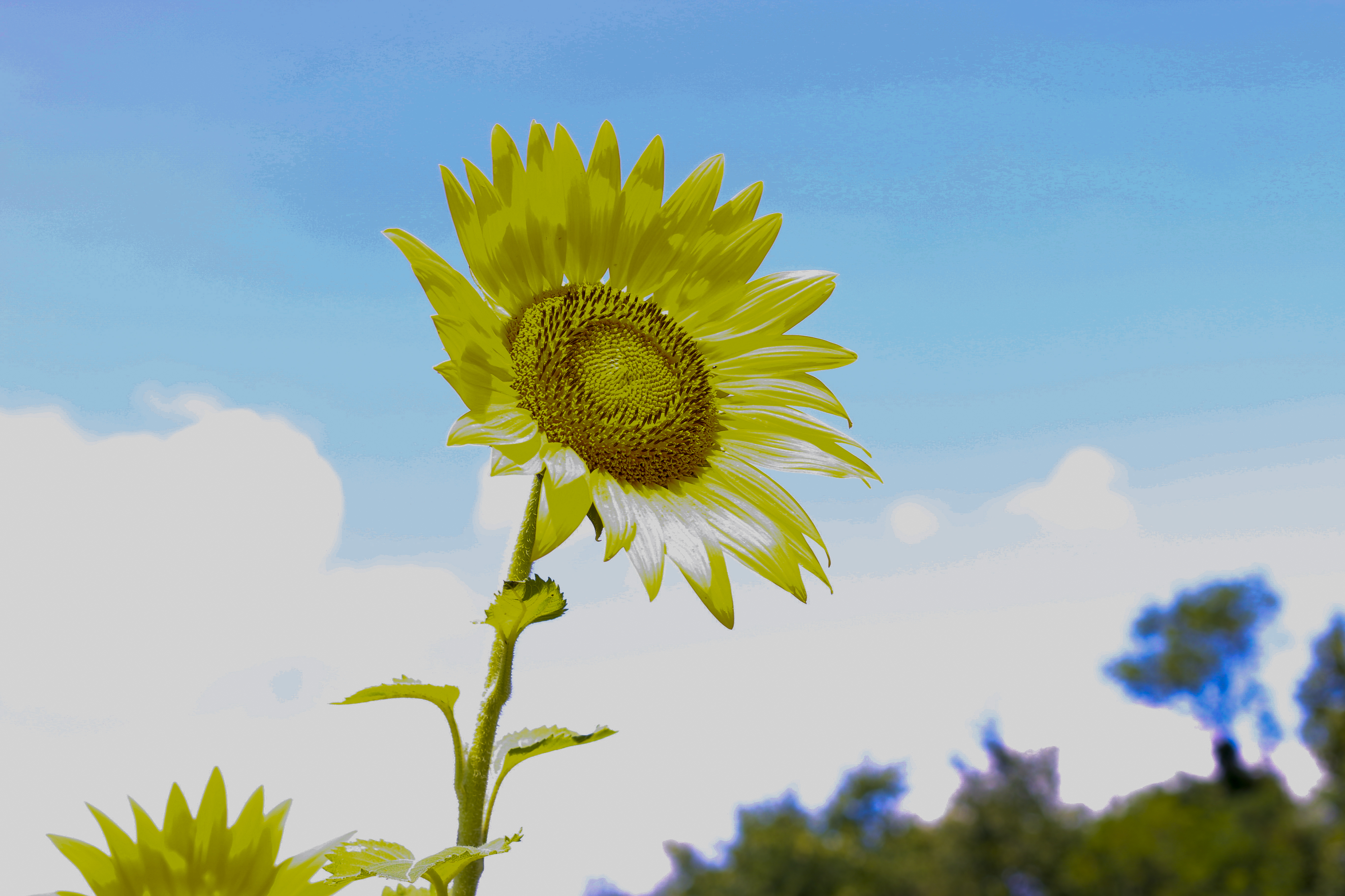 Free download high resolution image - free image free photo free stock image public domain picture -Beautiful landscape with sunflower field