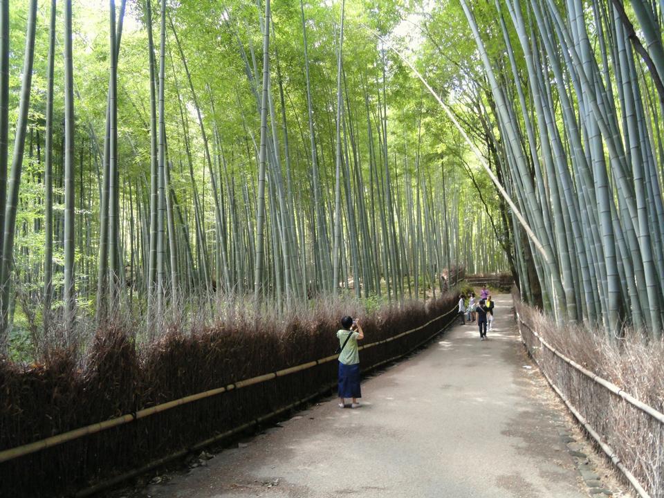 Free download high resolution image - free image free photo free stock image public domain picture  Bamboo Forest in Japan, Arashiyama, Kyoto