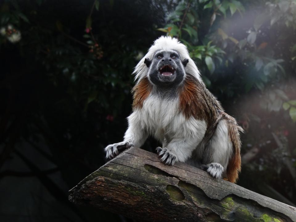 Free download high resolution image - free image free photo free stock image public domain picture  Monkey Tamarin Pinc -Saguinus oedipus