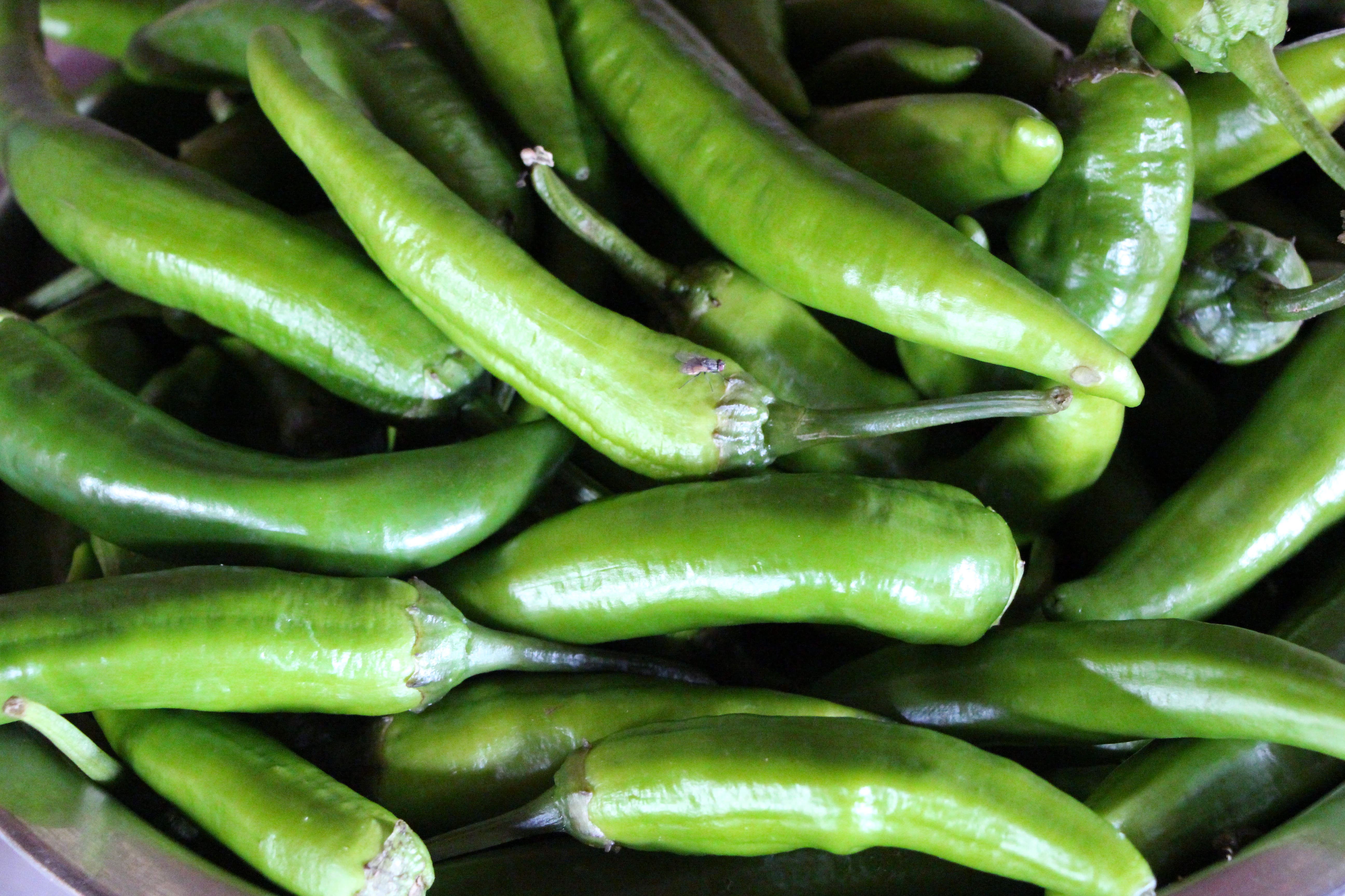 Free download high resolution image - free image free photo free stock image public domain picture -green pepper