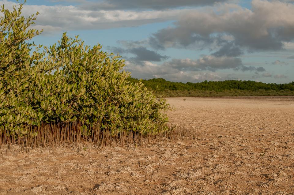 Free download high resolution image - free image free photo free stock image public domain picture  Saline in La Restinga Lagoon, Margarita island