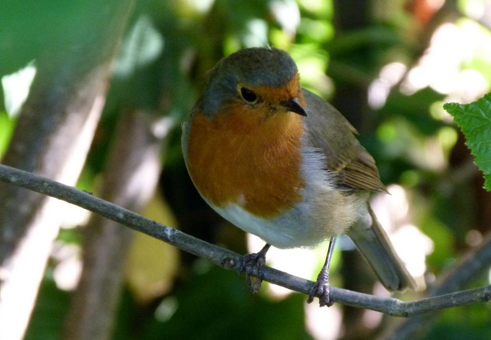 Free download high resolution image - free image free photo free stock image public domain picture  Fluffy red robin in summer