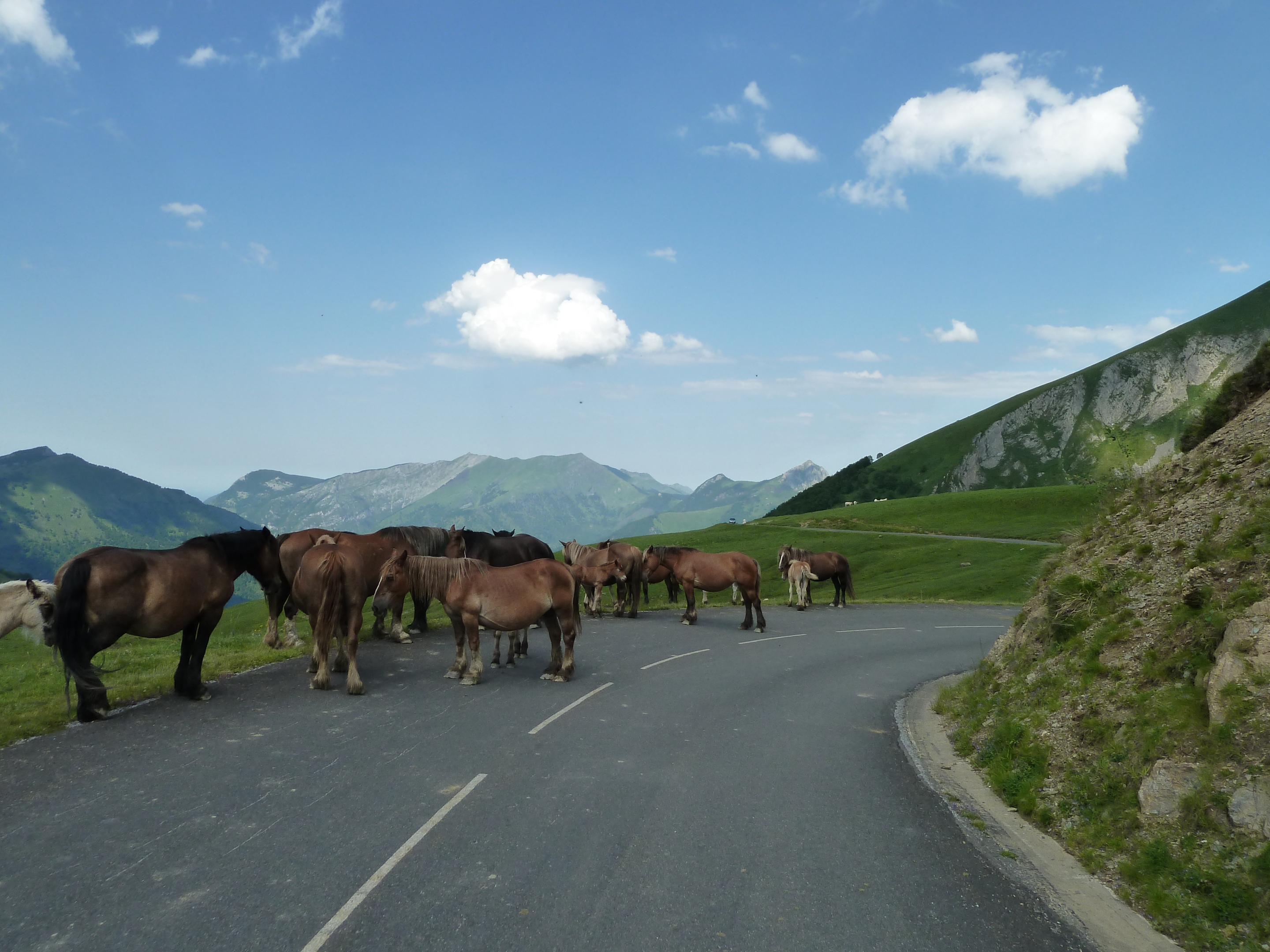 Free download high resolution image - free image free photo free stock image public domain picture -Wild Horses in the High Mountains of the Col De Soulor