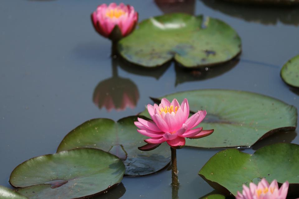 Free download high resolution image - free image free photo free stock image public domain picture  lotus flower