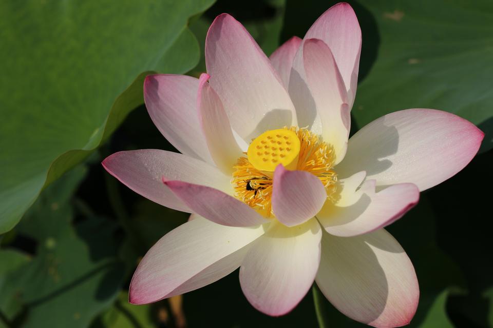 Free download high resolution image - free image free photo free stock image public domain picture  a lotus flower