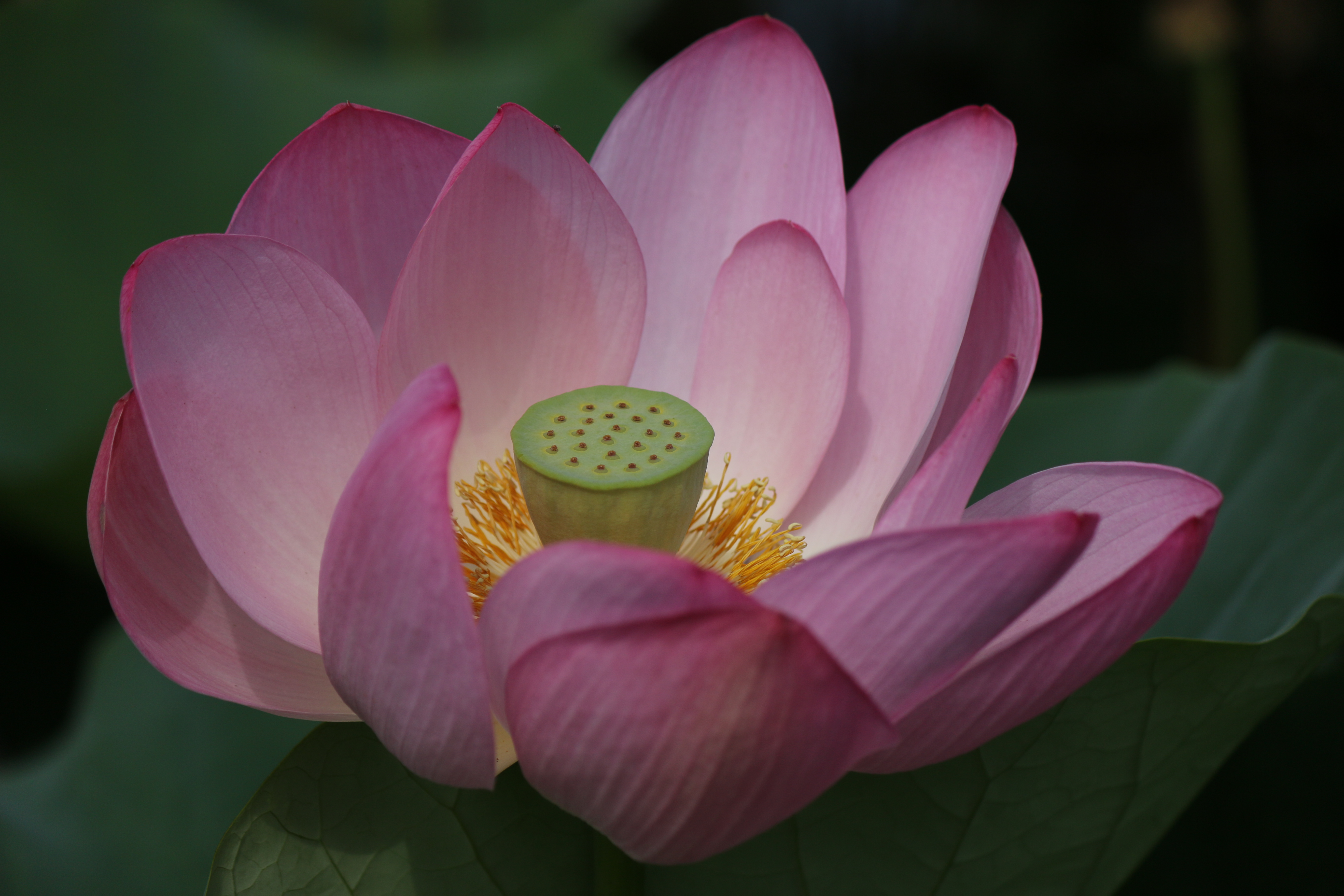 Free download high resolution image - free image free photo free stock image public domain picture -lotus flower