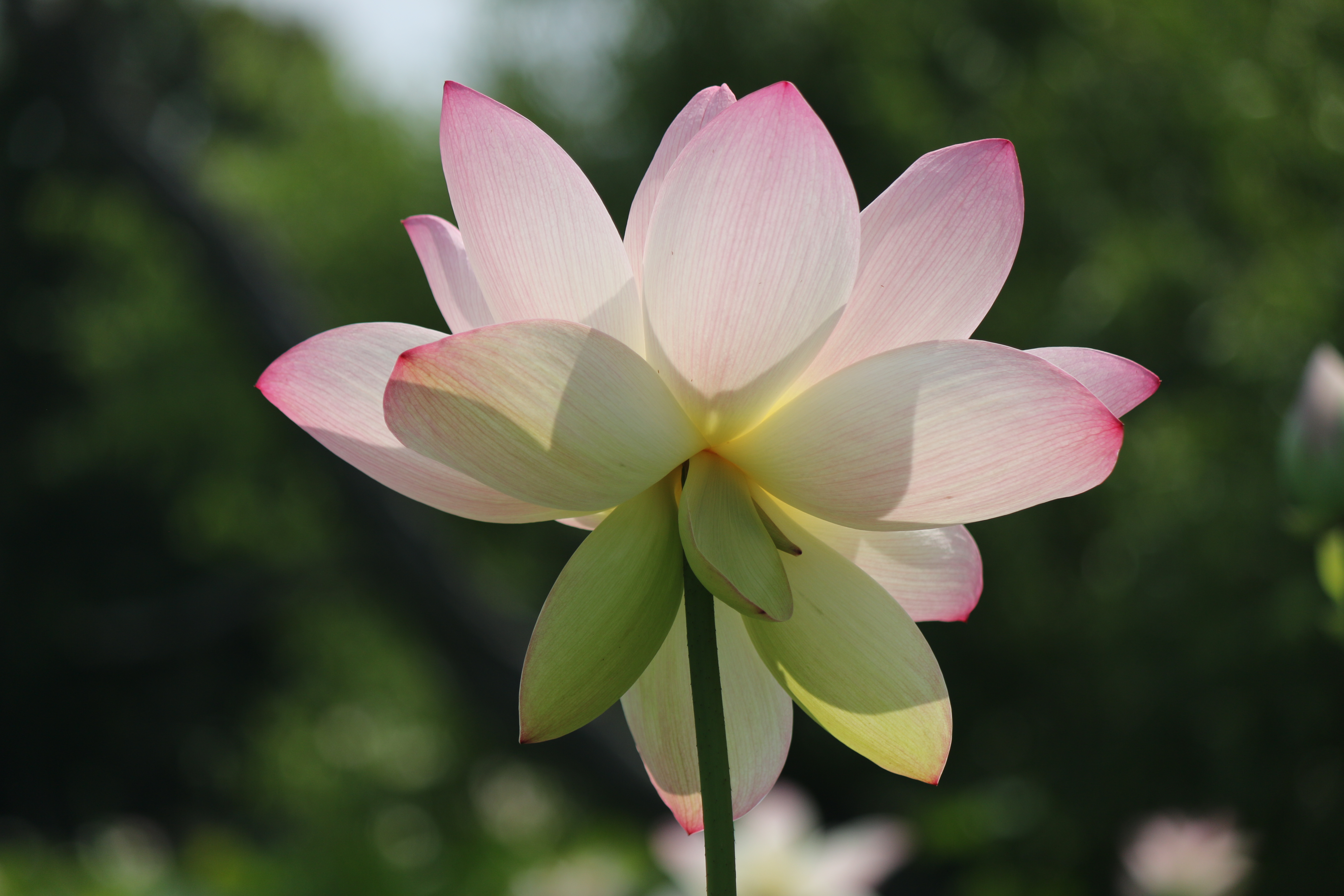 Free download high resolution image - free image free photo free stock image public domain picture -lotus flower