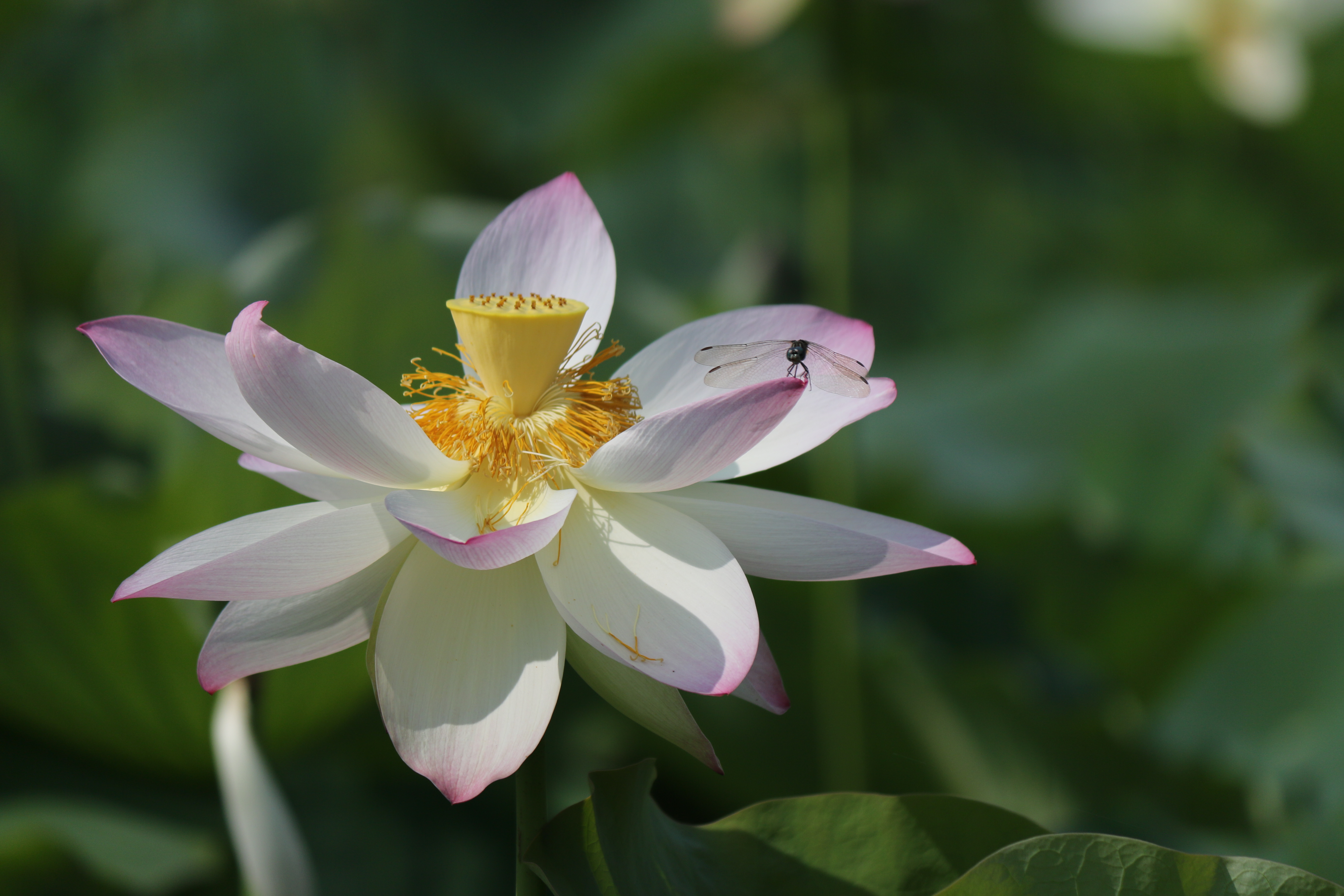 Free download high resolution image - free image free photo free stock image public domain picture -a lotus flower