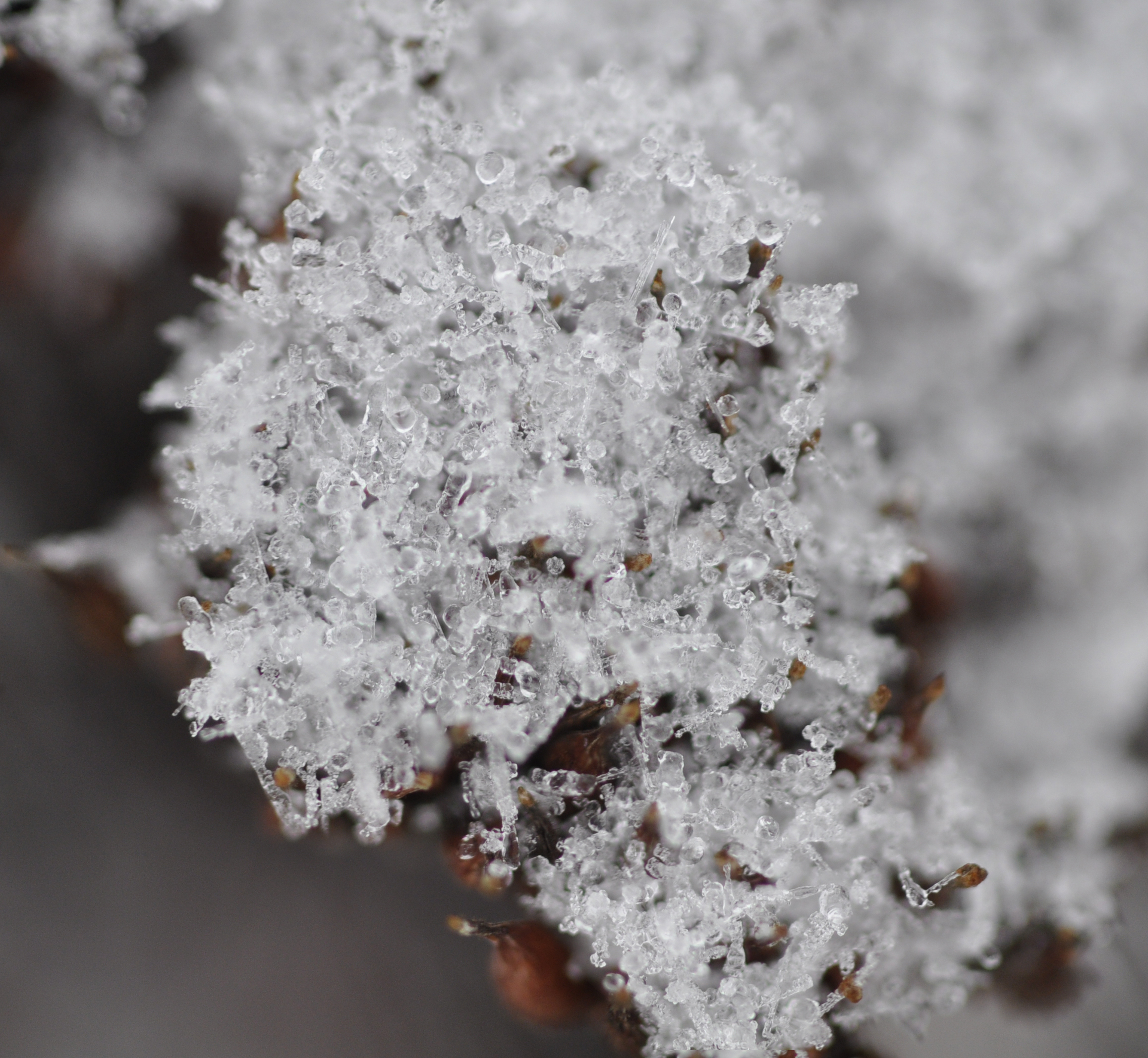 Free download high resolution image - free image free photo free stock image public domain picture -Beautiful shining hoarfrost on a twig