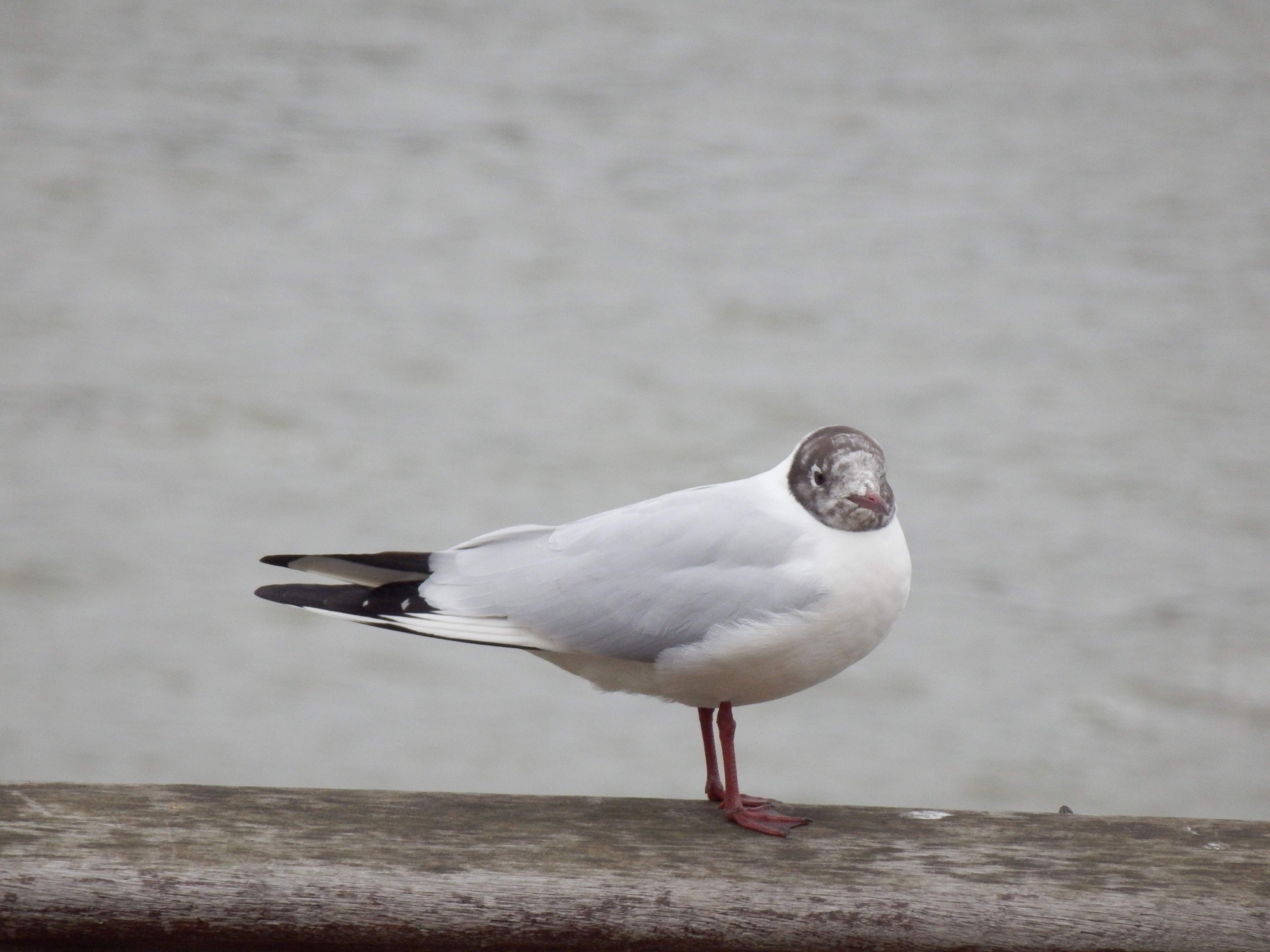 Free download high resolution image - free image free photo free stock image public domain picture -Seagull standing on the coastal rock