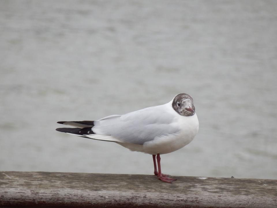 Free download high resolution image - free image free photo free stock image public domain picture  Seagull standing on the coastal rock