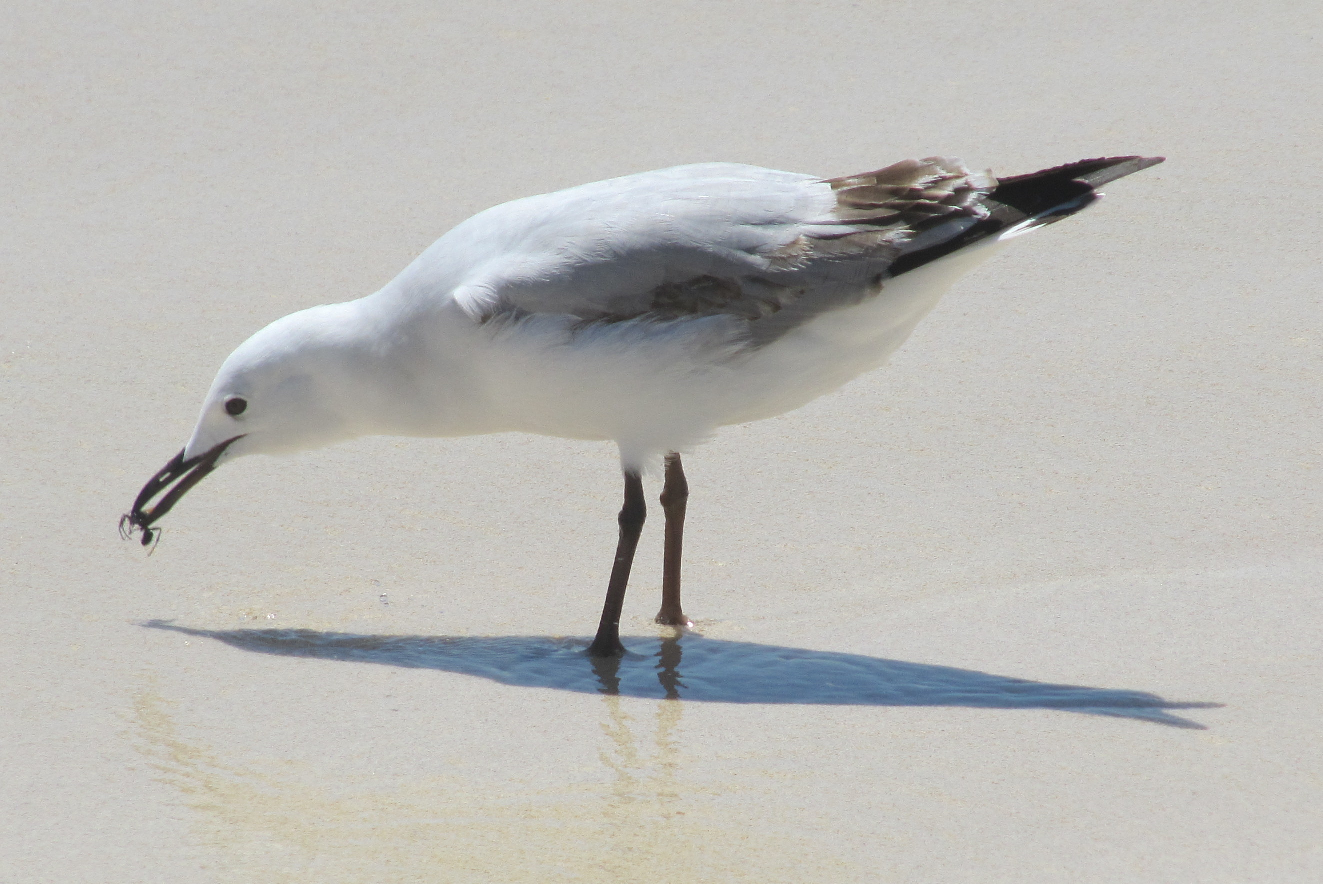 Free download high resolution image - free image free photo free stock image public domain picture -Seagull at the Beach