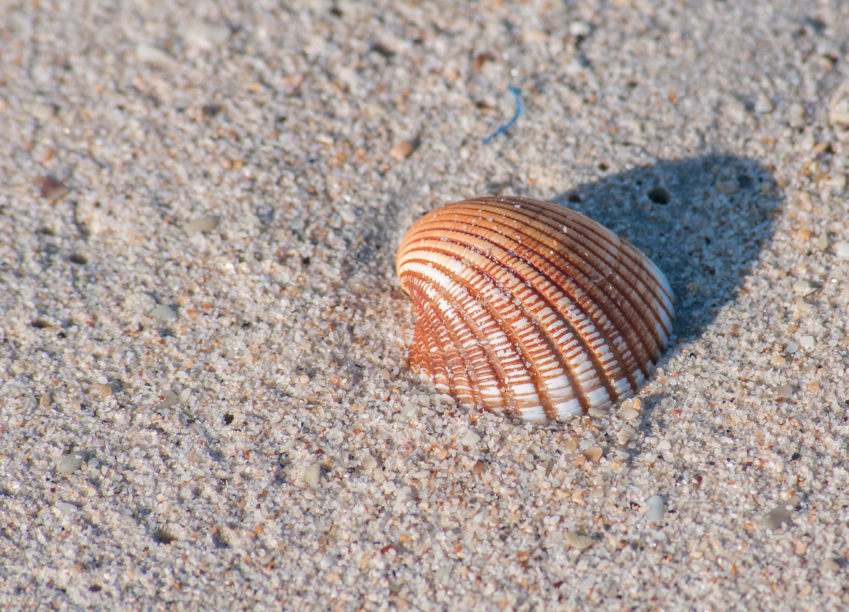 Free download high resolution image - free image free photo free stock image public domain picture -Shell on the beach