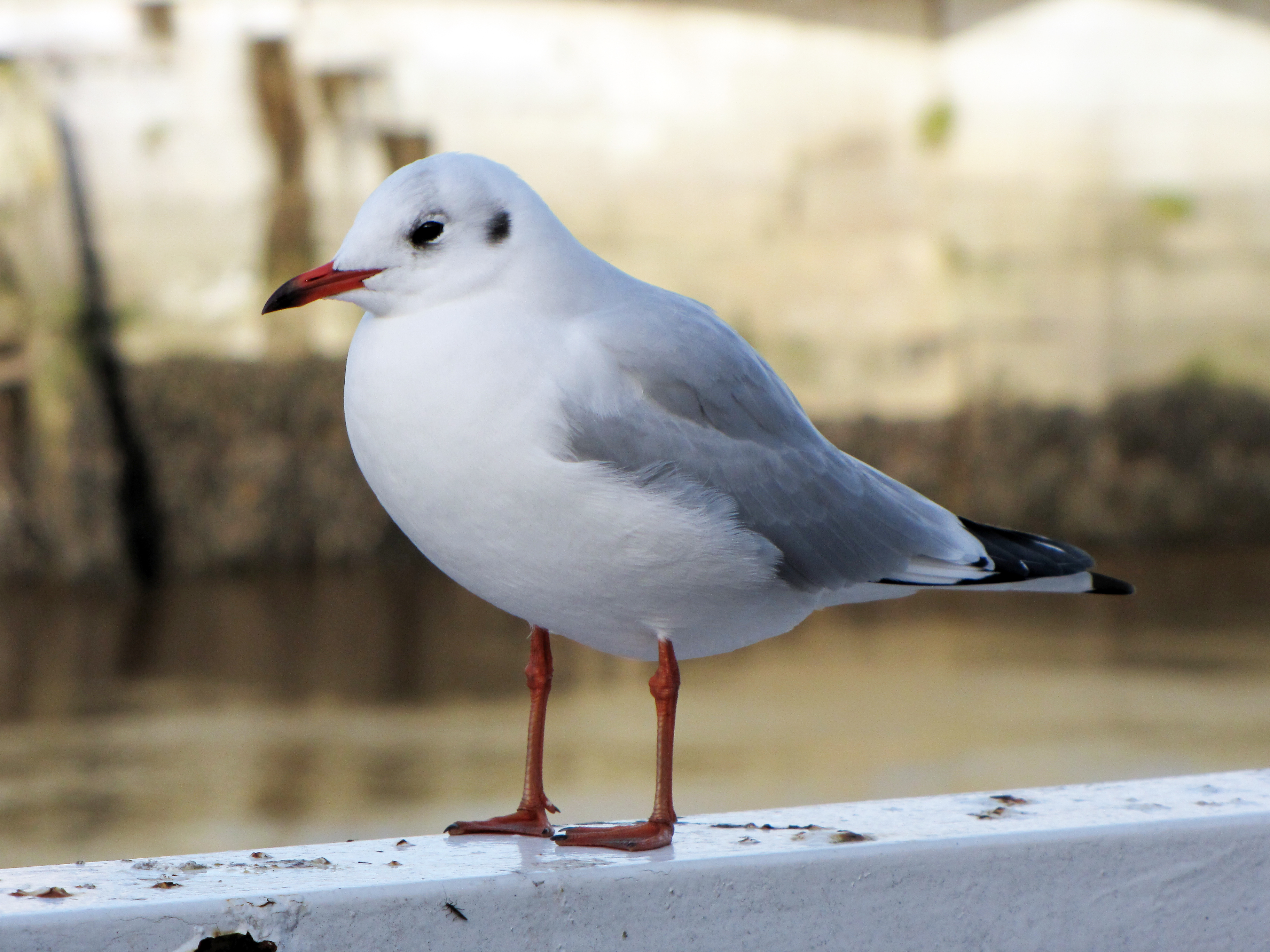 Free download high resolution image - free image free photo free stock image public domain picture -one seagull side view