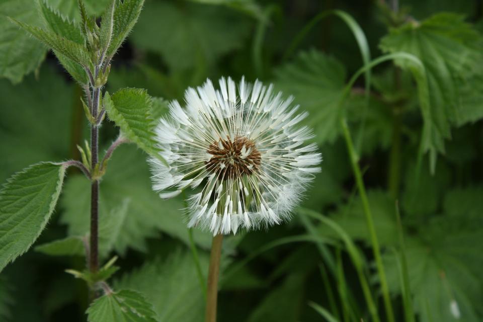 Free download high resolution image - free image free photo free stock image public domain picture  A common dandelion Taraxacum officinale with seeds missing