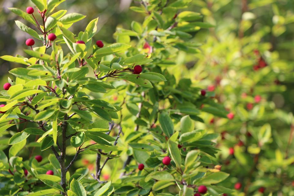 Free download high resolution image - free image free photo free stock image public domain picture  Fir tree with red berry