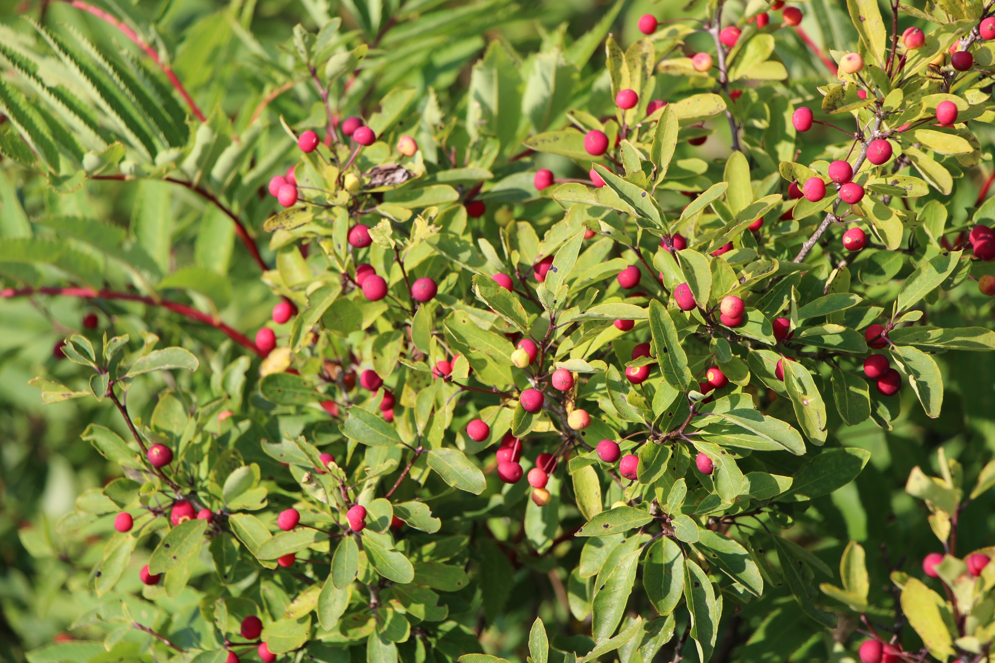 Free download high resolution image - free image free photo free stock image public domain picture -Fir tree with red berry