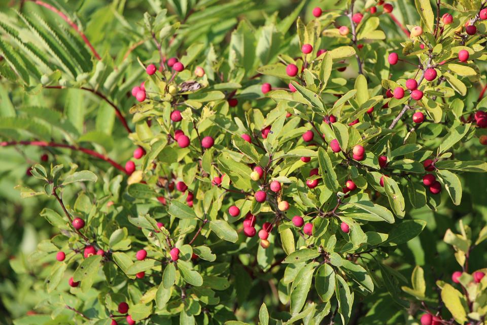 Free download high resolution image - free image free photo free stock image public domain picture  Fir tree with red berry