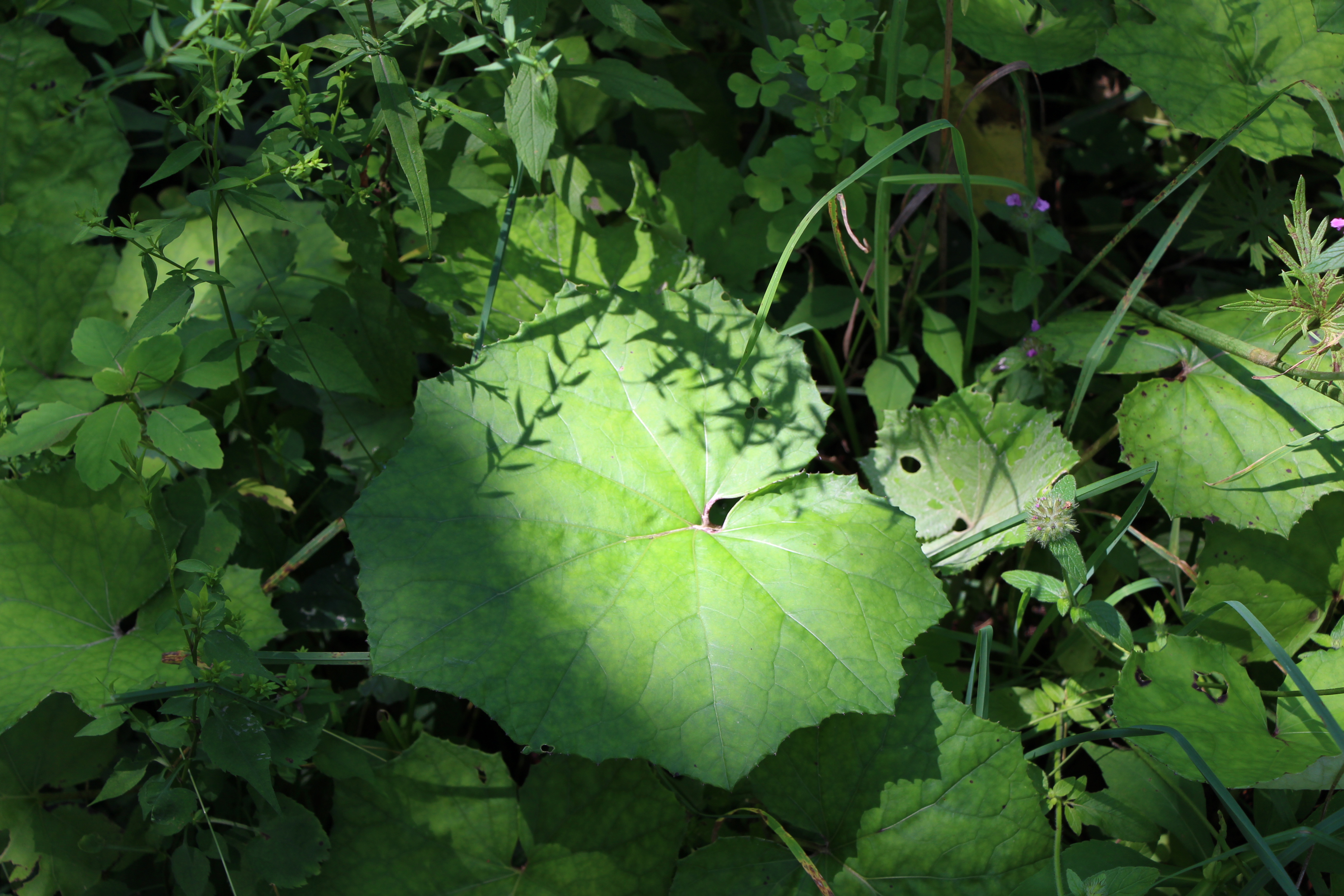 Free download high resolution image - free image free photo free stock image public domain picture -green leaves, shallow focus