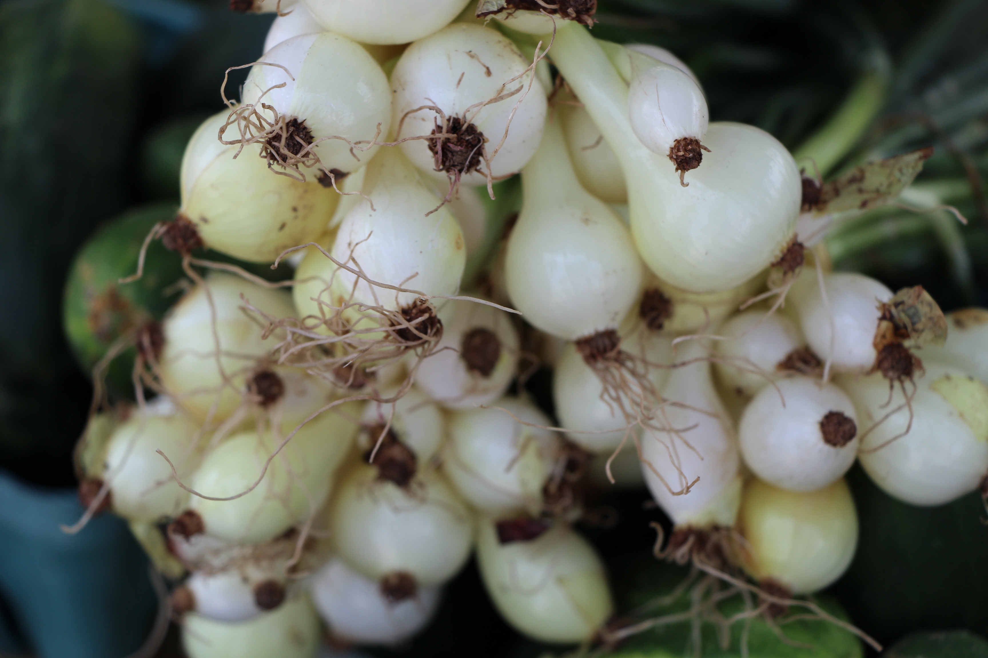 Free download high resolution image - free image free photo free stock image public domain picture -Fresh Garlic